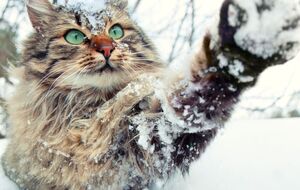 Більшості областей у п'ятницю й у вихідні синоптики обіцяють сніг