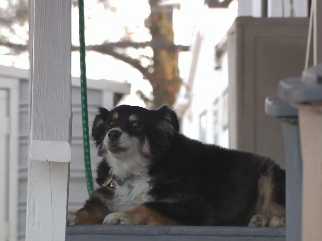 Марта Бертон, которая присматривает за собакой, уверена, что Лулу &ndash; "хорошая девочка"