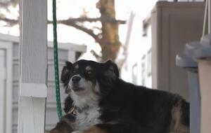 Марта Бертон, которая присматривает за собакой, уверена, что Лулу – "хорошая девочка"