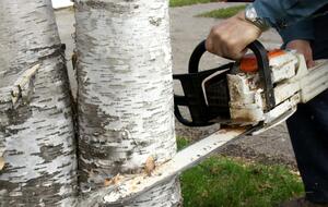 В Украине будут следить за незаконной вырубкой леса с помощью аэрокосмической съемки