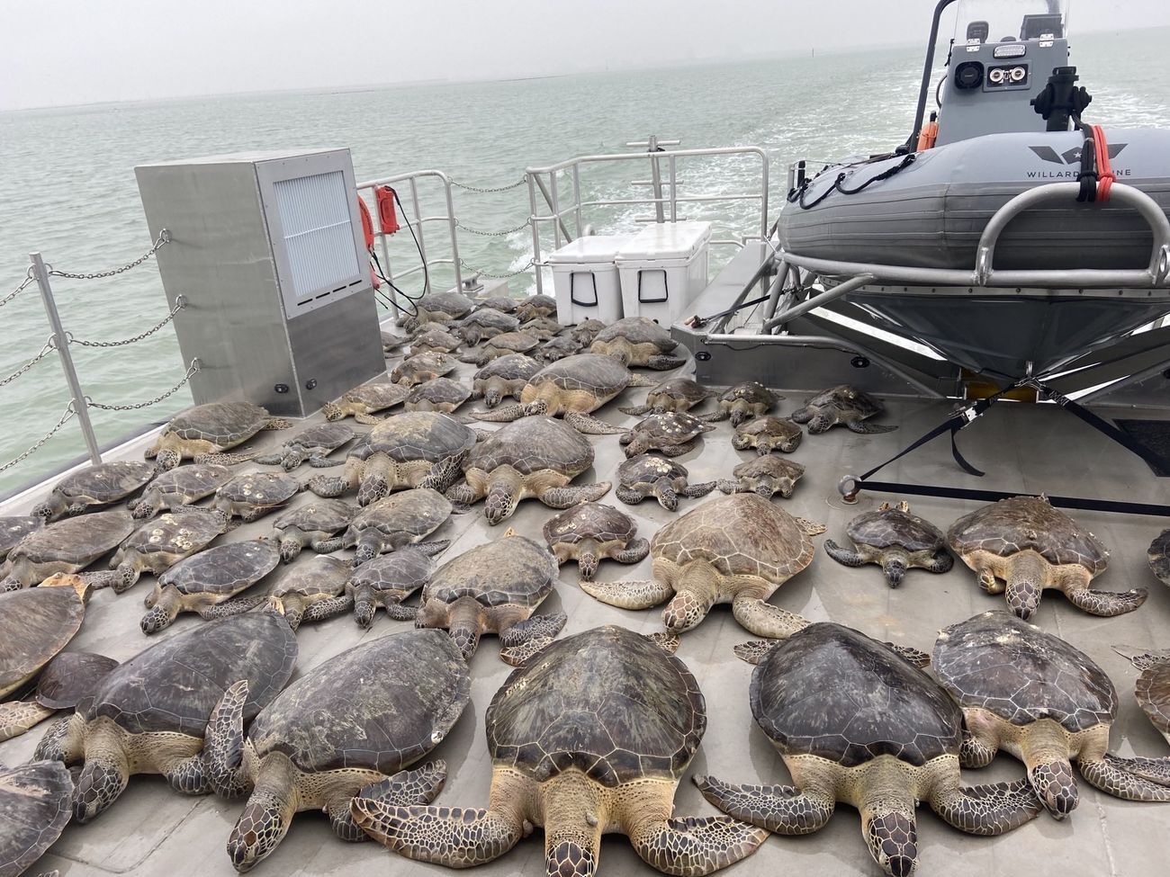 Помещение организации Sea Turtles и местный конференц-центр переполнены черепахами