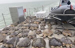 Помещение организации Sea Turtles и местный конференц-центр переполнены черепахами