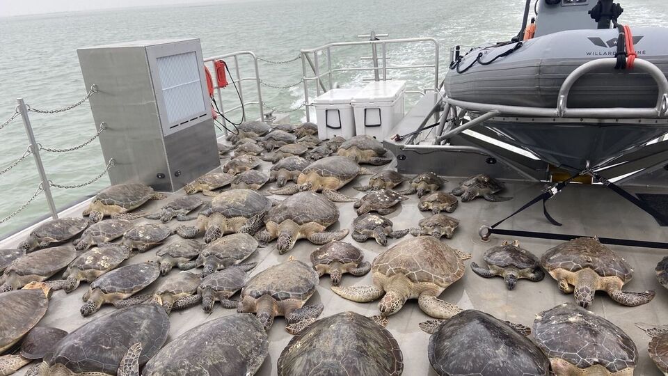 Помещение организации Sea Turtles и местный конференц-центр переполнены черепахами