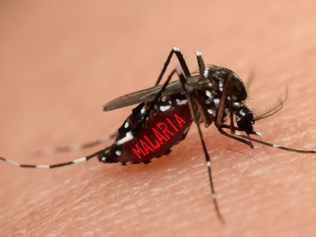 В Україні передавання малярії комарами не відбувається, підкреслюють медики