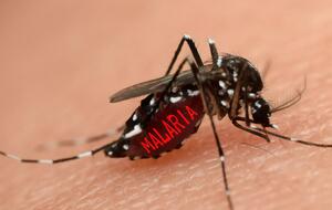 В Україні передавання малярії комарами не відбувається, підкреслюють медики