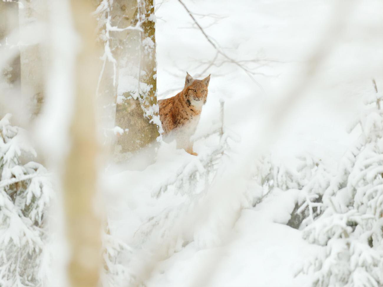 Протягом найближчих двох тижнів чекати на весну не варто, кажуть синоптики