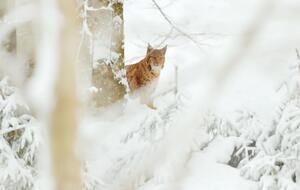Ближайшие две недели ждать весны не стоит, говорят синоптики