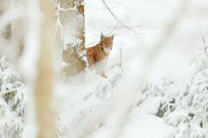 Протягом найближчих двох тижнів чекати на весну не варто, кажуть синоптики