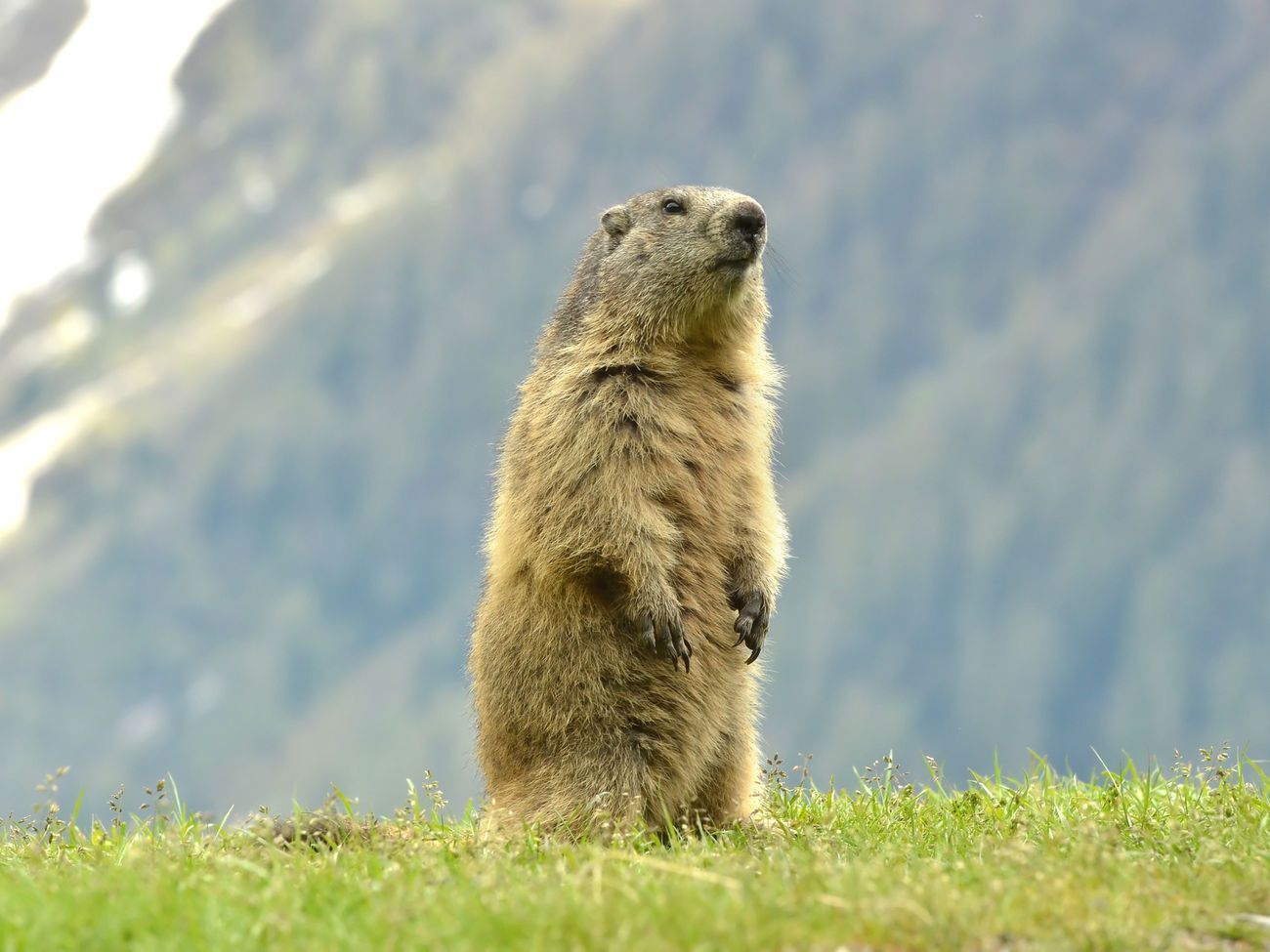 День сурка ежегодно отмечают 2 февраля