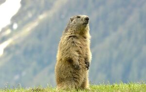 День сурка ежегодно отмечают 2 февраля