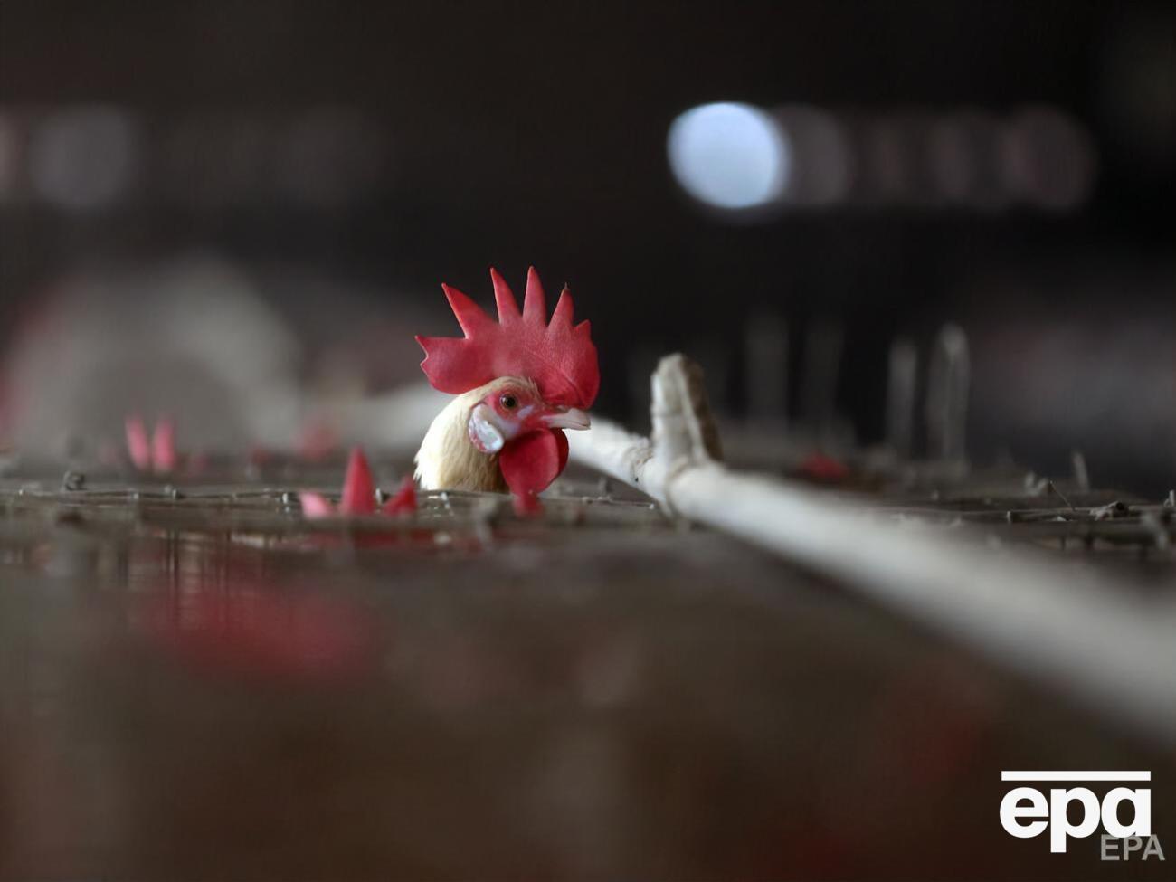 Птичий грипп является инфекционным вирусным заболеванием