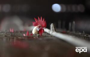 Птичий грипп является инфекционным вирусным заболеванием