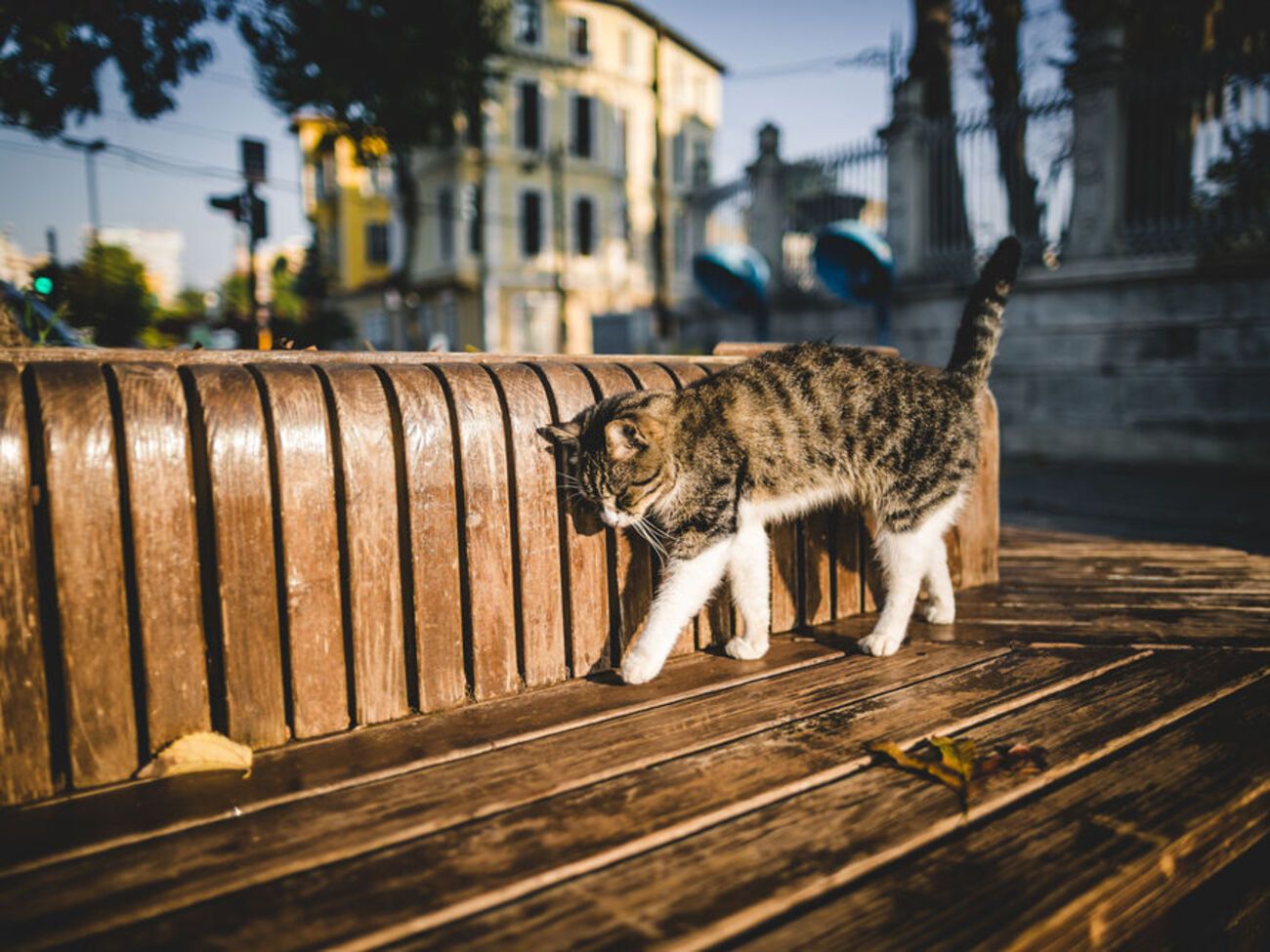 О гибели кота сообщила местная жительница