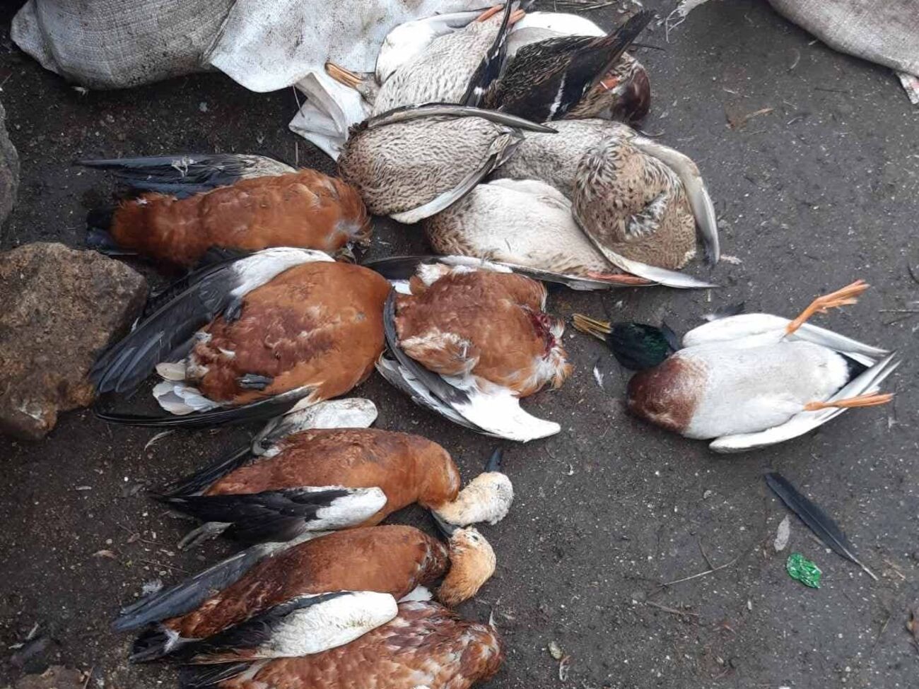 Це вже другий протягом року випадок масової загибелі птахів у заповіднику