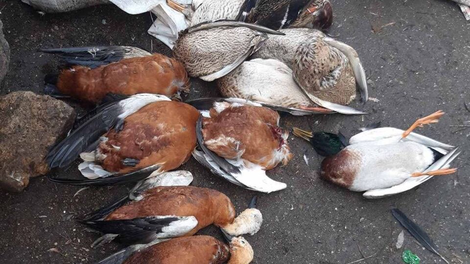 Це вже другий протягом року випадок масової загибелі птахів у заповіднику