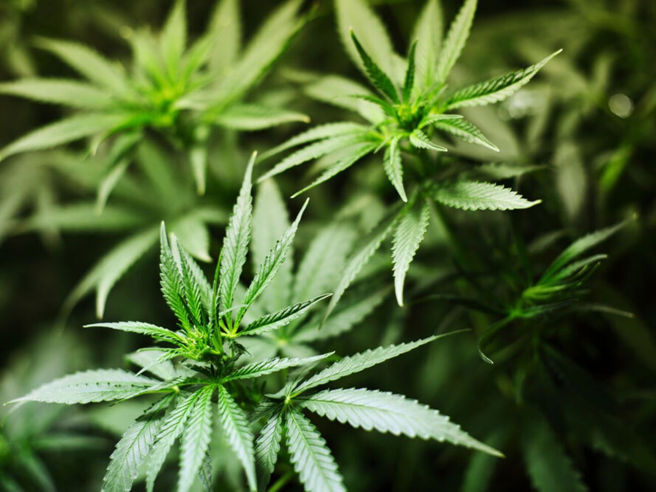 Конгресс США поддержал декриминализацию каннабиса по всей стане