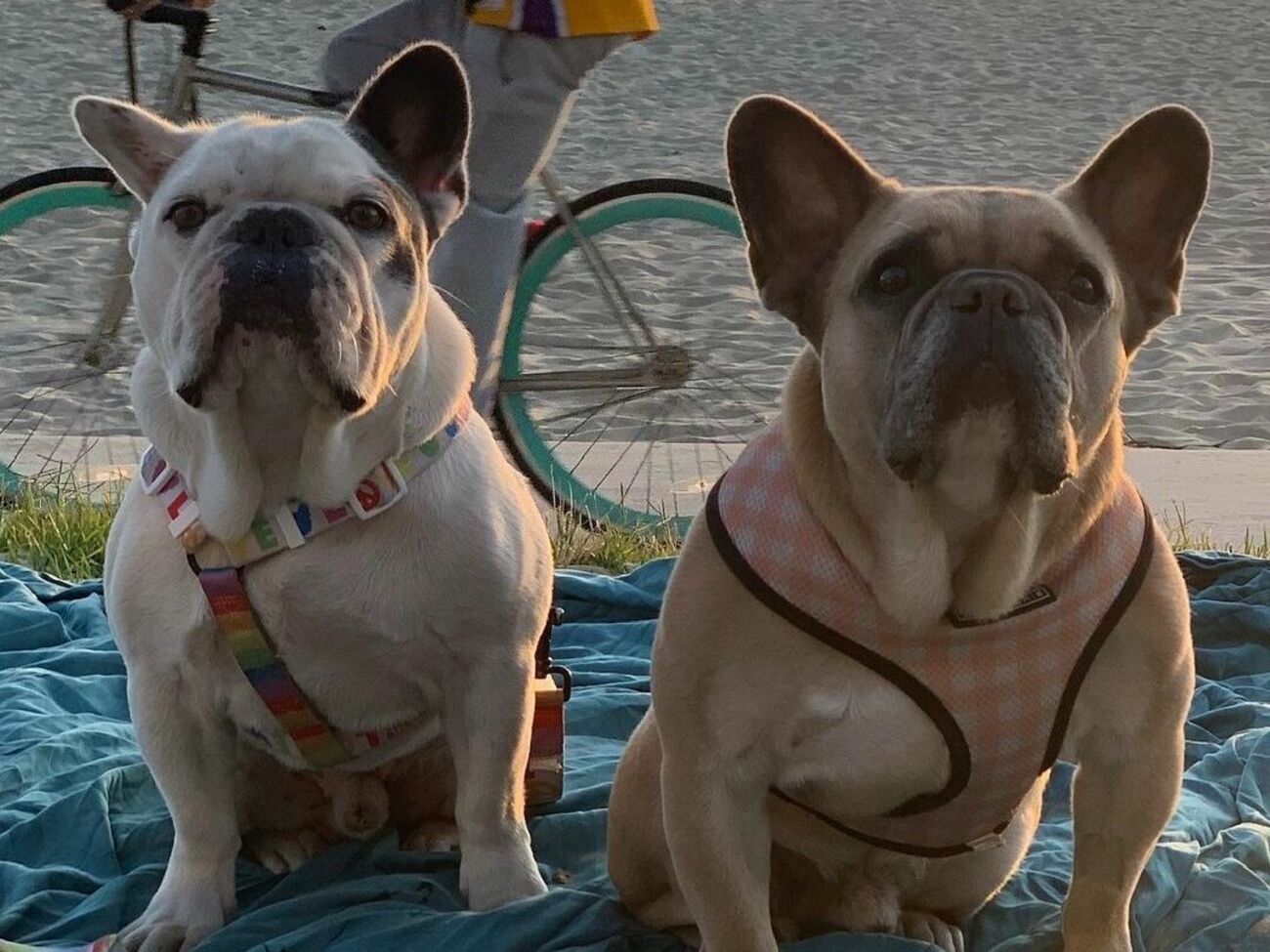 Французских бульдогов Леди Гаги зовут Коджи и Густаво