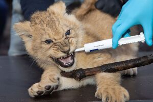Левенят чіпають люди вдруге в їхньому житті, тому дитинчата намагаються захищатися кігтями і зубами