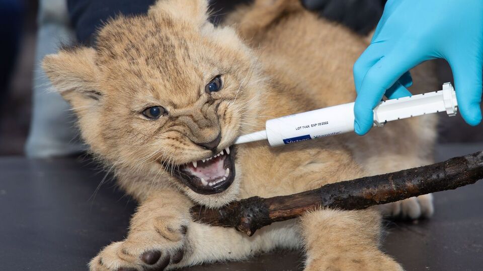 Левенят чіпають люди вдруге в їхньому житті, тому дитинчата намагаються захищатися кігтями і зубами