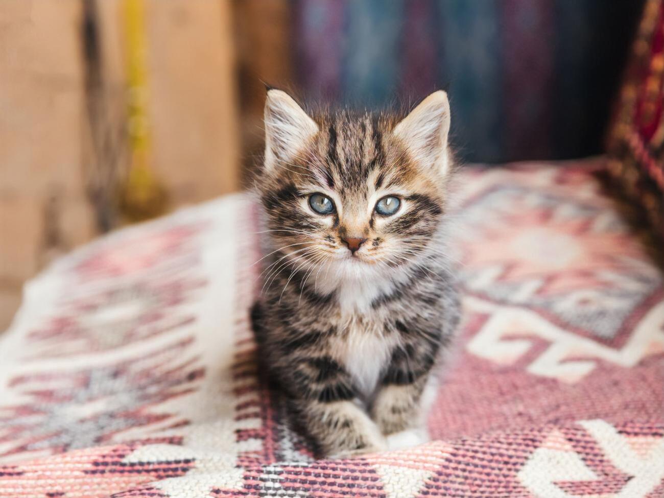 У одного из котят, которого забрал мужчина себе,&nbsp;было сильное истощение, вырваны когти и различные ранения