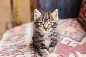 У одного из котят, которого забрал мужчина себе, было сильное истощение, вырваны когти и различные ранения