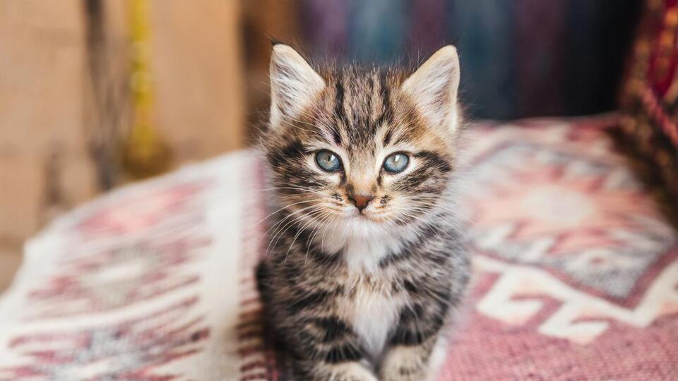 У одного из котят, которого забрал мужчина себе, было сильное истощение, вырваны когти и различные ранения