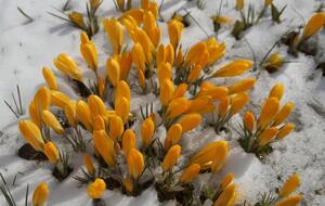 В Прикарпатье синоптики обещают потепление до +15 °С