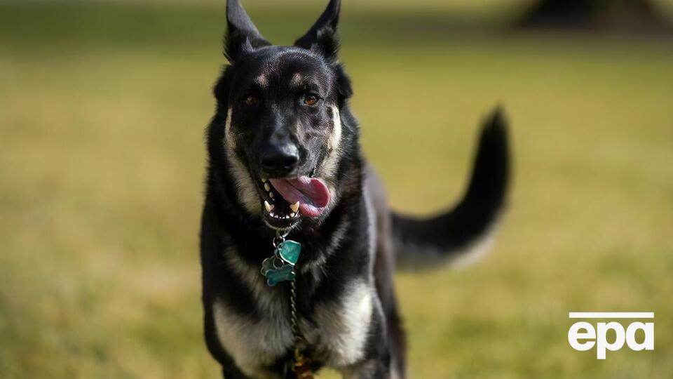 У Білому домі розповіли, що собаки скоро повернуться