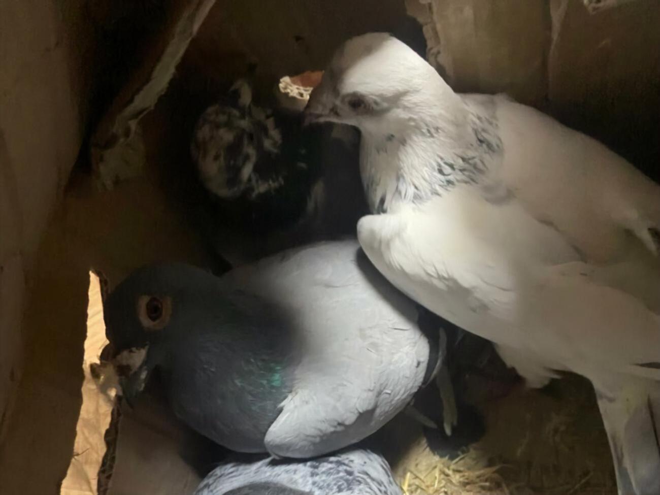 Затриманий пояснив, що ящики з голубами він знайшов