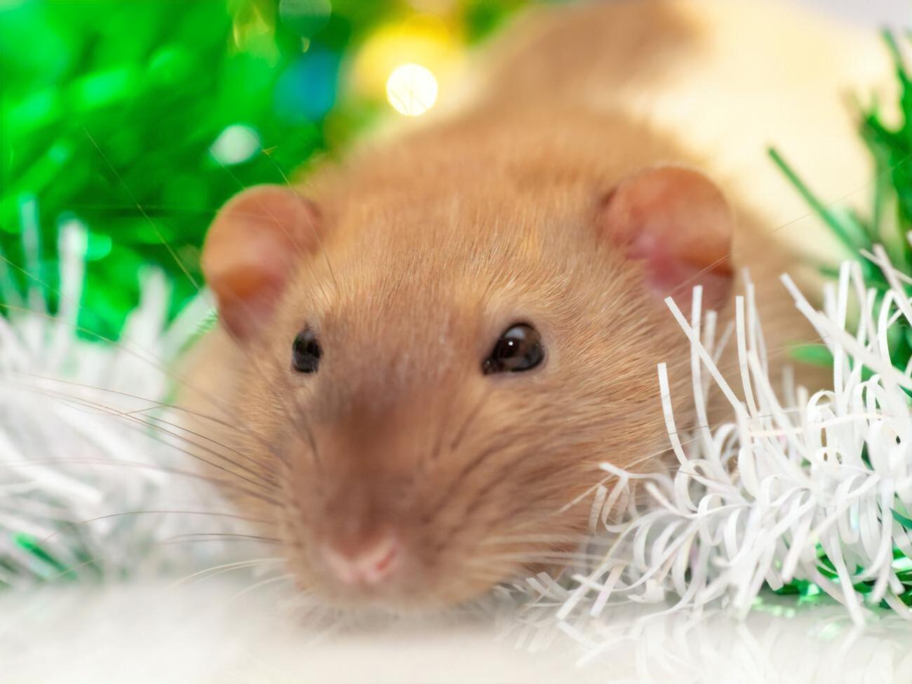 Вакцина, створена з використанням яєчників китайського хом'яка, пройшла фази I і II клінічних випробувань