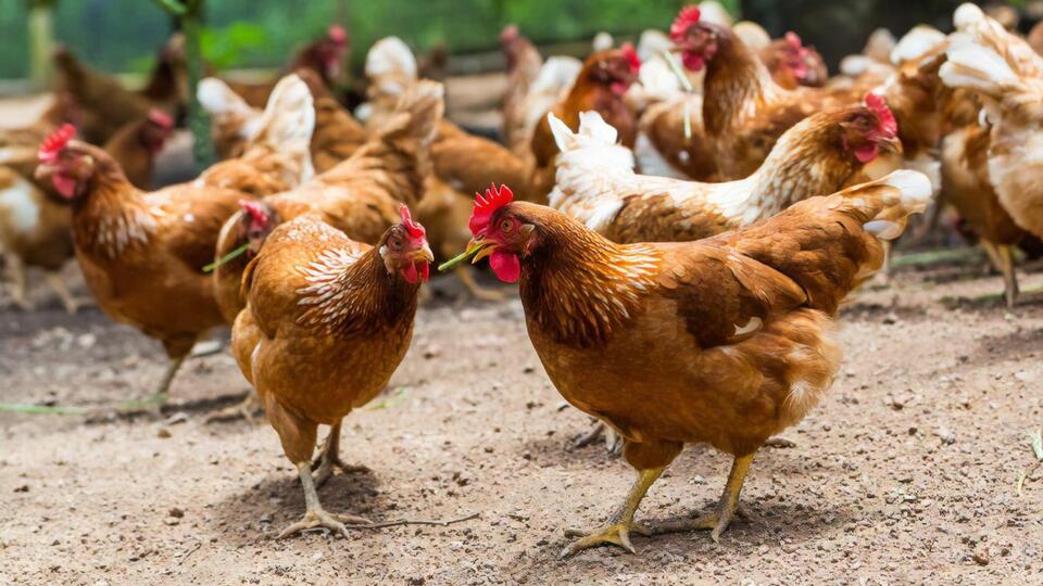 В феврале 2020 года Европейский союз снял запрет на ввоз мяса птицы из Украины