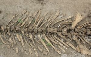 Індрикотерій жив на території сучасної Азії приблизно 20–30 млн років тому