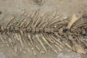 Індрикотерій жив на території сучасної Азії приблизно 20–30 млн років тому