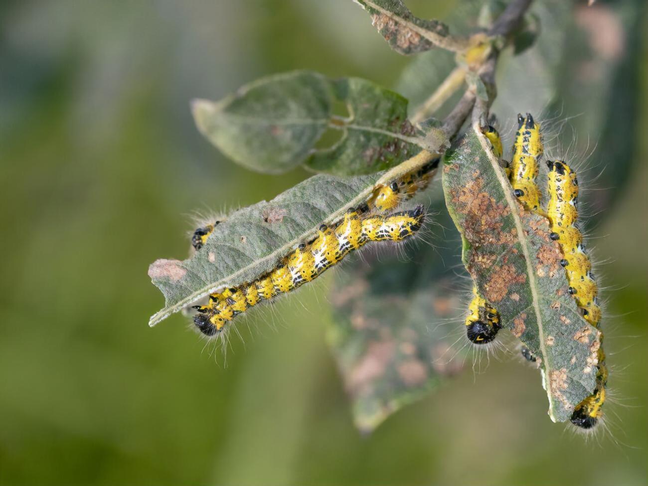 В России насекомых пока используют в качестве корма для животных и рыб