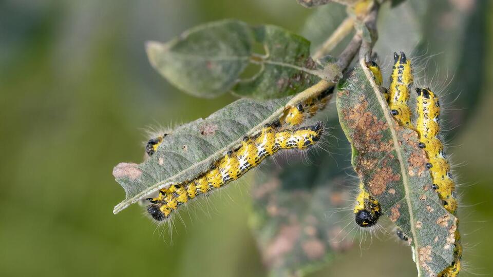 В России насекомых пока используют в качестве корма для животных и рыб