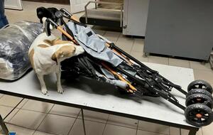 СБУ задокументировала 12 эпизодов контрабанды наркотиков в ОРДЛО