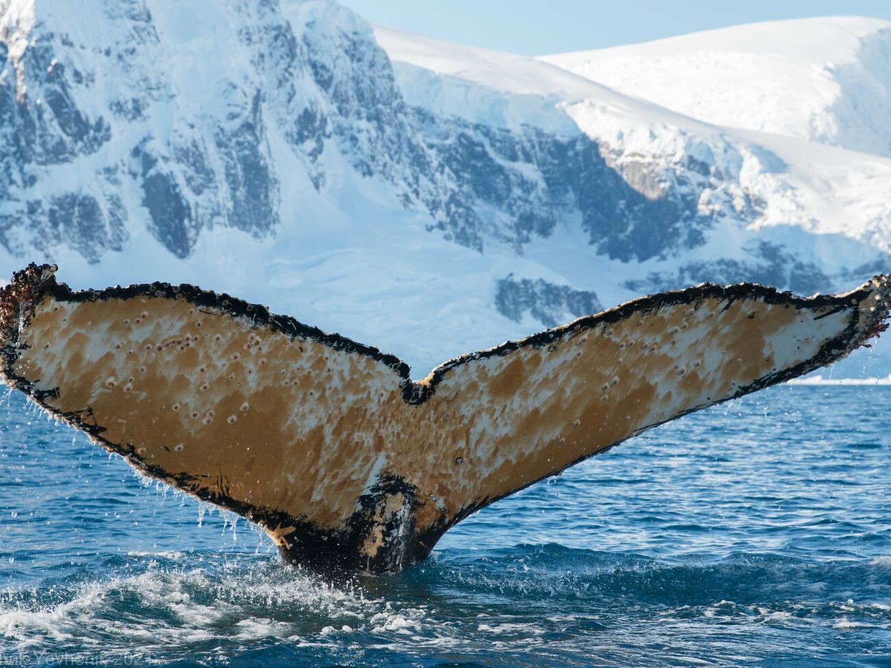 Виходячи в океан, полярники зустрічають китів за "кожним кутом"
