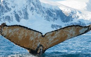 Виходячи в океан, полярники зустрічають китів за "кожним кутом"