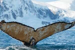 Виходячи в океан, полярники зустрічають китів за "кожним кутом"