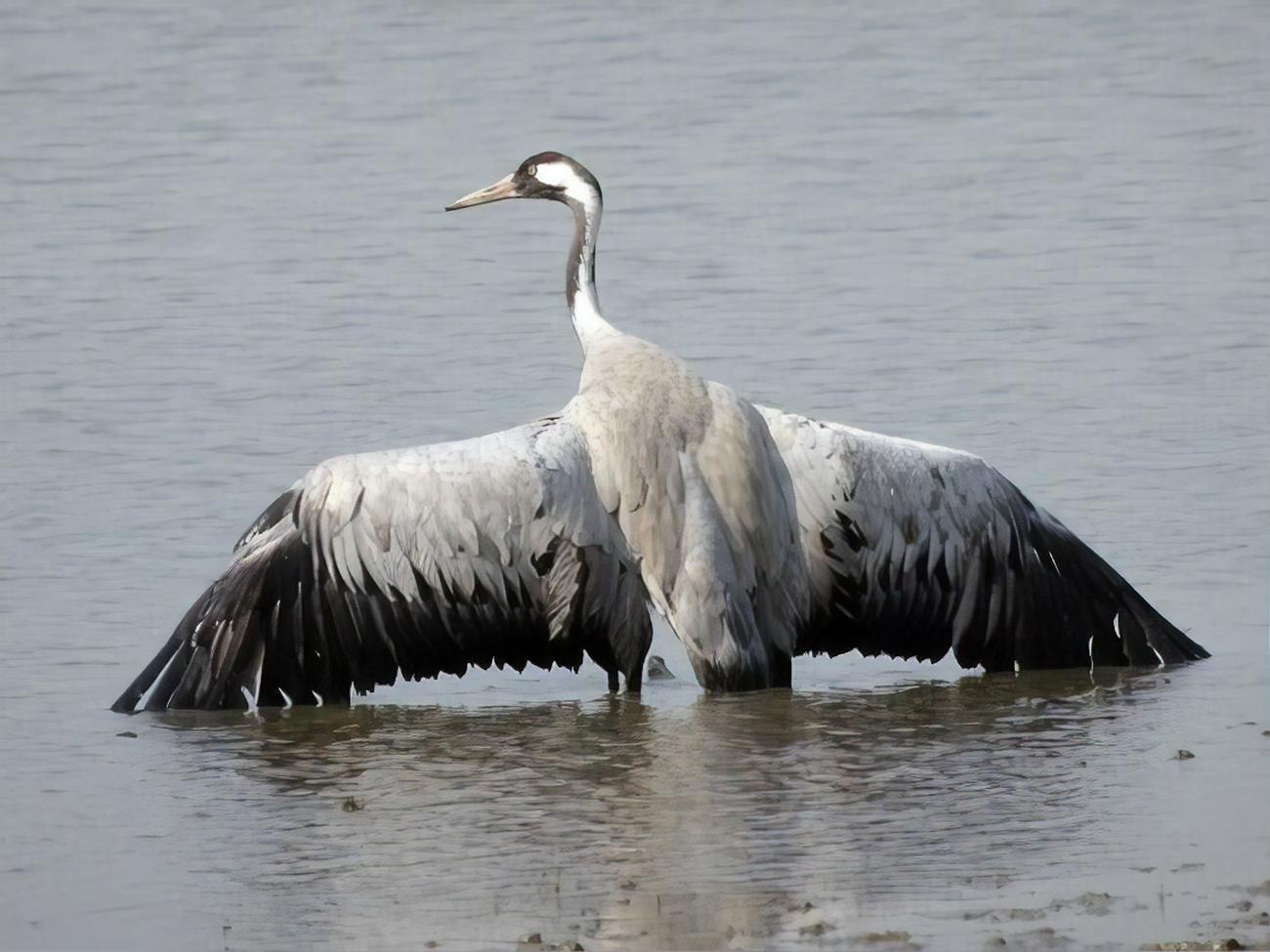 Використання хімікату тимчасово заборонили через загибель птахів