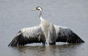 Использование химиката временно запретили из-за гибели птиц