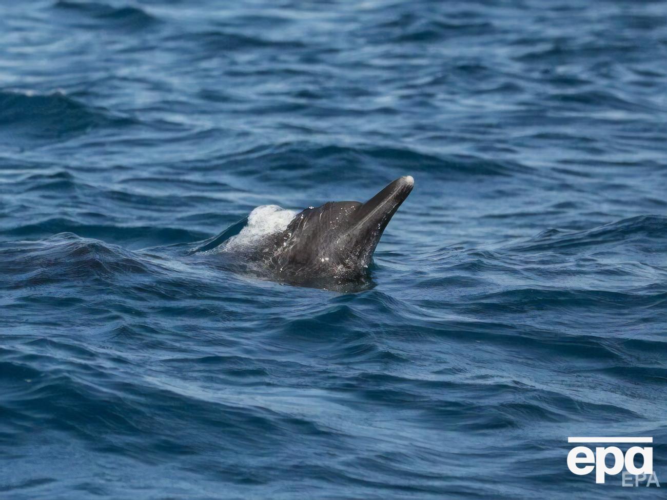 Чтобы вывести дельфинов в открытое море, понадобилась помощь специалистов и полиции