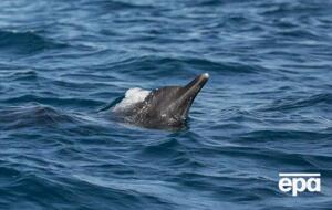 Чтобы вывести дельфинов в открытое море, понадобилась помощь специалистов и полиции