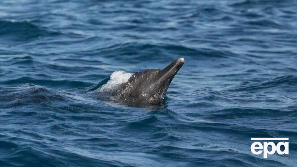 Щоб вивести дельфінів у відкрите море, знадобилася допомога фахівців із поліцією