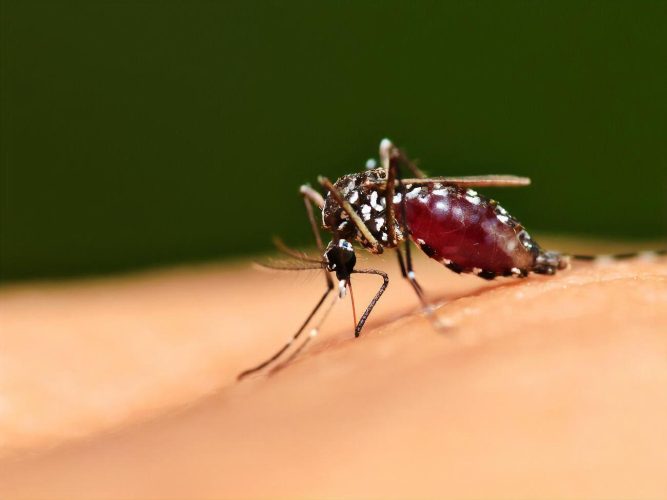 Во время пребывания в Танзании малярией женщина не болела, однако отмечала укусы комаров