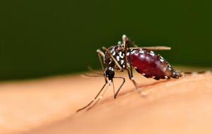 Во время пребывания в Танзании малярией женщина не болела, однако отмечала укусы комаров