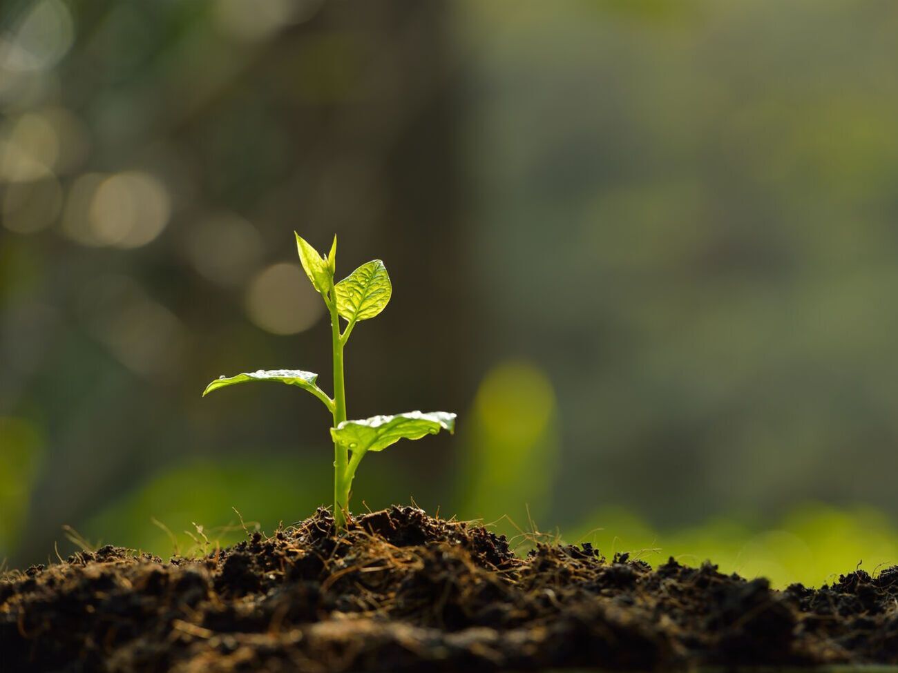 Складаючи список 25 найкращих екологічних програм, автори прагнули підкреслити досягнуті позитивні результати компаній