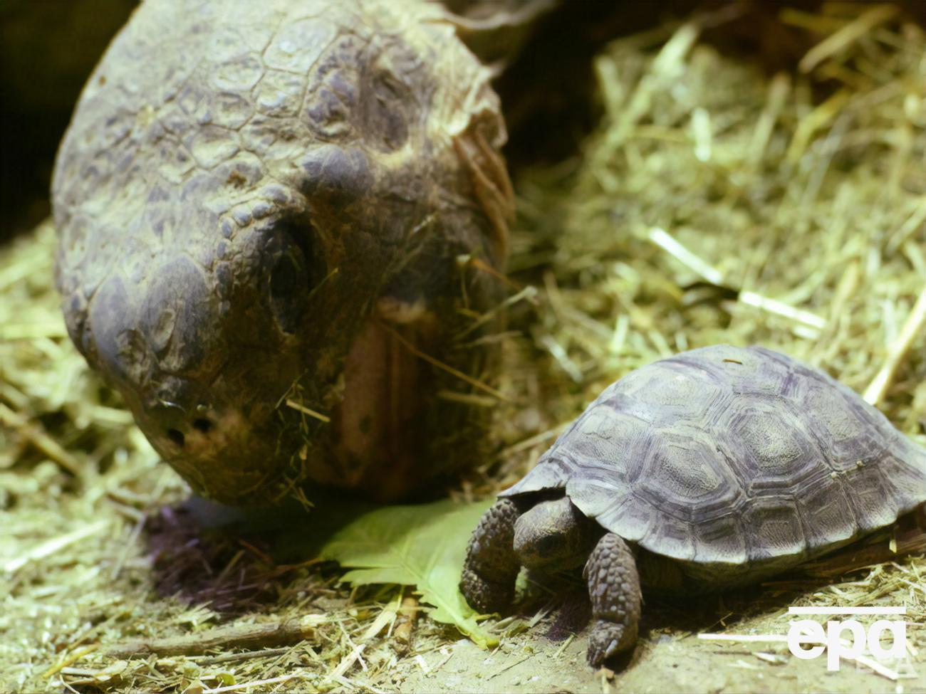 За одну черепаху могли выручить более $5 тыс.