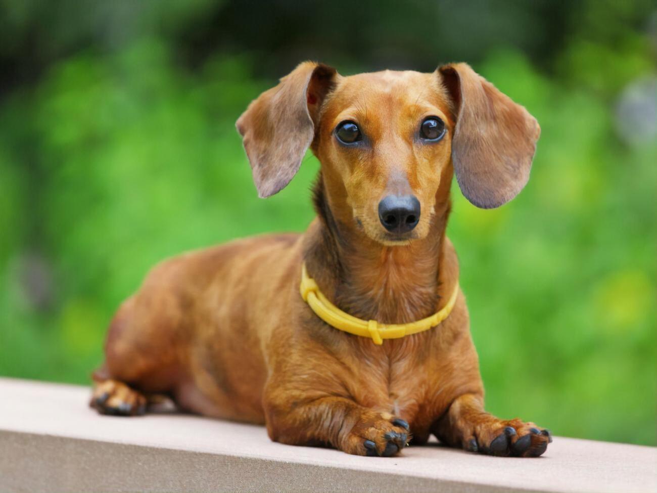 У квітні вакцину для тварин збираються запустити в масове виробництво