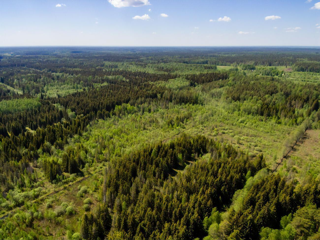 Масштабы вырубки лесов Амазонии в 2020 году достигли максимума с 2008 года